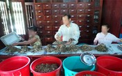 Tử vong vì uống thuốc đông y chứa thạch tín, thủy ngân Tử vong vì uống thuốc đông y chứa thạch tín, thủy ngân