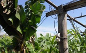 Làm chết hàng xóm vì giăng bẫy điện chống trộm Làm chết hàng xóm vì giăng bẫy điện chống trộm