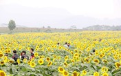 Nghìn người đổ xô đến đồi hoa hướng dương bên đường mòn Hồ Chí Minh Nghìn người đổ xô đến đồi hoa hướng dương bên đường mòn Hồ Chí Minh