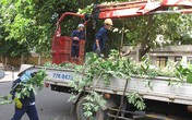 Chặt bỏ hơn 3.000 cây hoa sữa vì mùi hương nồng nặc Chặt bỏ hơn 3.000 cây hoa sữa vì mùi hương nồng nặc