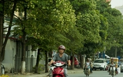 Người Hà Nội khốn khổ vì hoa sữa không lãng mạn như... thi ca! Người Hà Nội khốn khổ vì hoa sữa không lãng mạn như... thi ca!