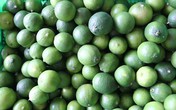 Nhà vườn méo mặt vì chanh không hạt rớt giá thảm hại Nhà vườn méo mặt vì chanh không hạt rớt giá thảm hại