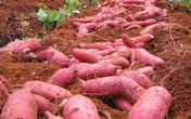 Nông dân Đắk Lắk mang cả đồng khoai ế lên chợ mạng Nông dân Đắk Lắk mang cả đồng khoai ế lên chợ mạng