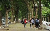 Hà Nội mùa lá rụng đẹp đến nao lòng Hà Nội mùa lá rụng đẹp đến nao lòng