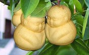 Có nên mua hoa quả "lạ", bị gò ép dị thường về cúng Tết? Có nên mua hoa quả "lạ", bị gò ép dị thường về cúng Tết?