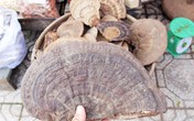 Phú Quốc: Nhìn mặt hét giá bán nấm linh chi Phú Quốc: Nhìn mặt hét giá bán nấm linh chi