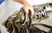 Lươn vỗ béo bằng thuốc tránh thai: Ăn nhiều sẽ gây hại Lươn vỗ béo bằng thuốc tránh thai: Ăn nhiều sẽ gây hại