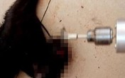 2 sinh viên hành hạ dã man một con mèo khiến dân mạng dậy sóng