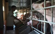 Đà Nẵng: Độc đáo nuôi heo bằng máy lạnh Đà Nẵng: Độc đáo nuôi heo bằng máy lạnh
