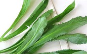 Công dụng tuyệt vời của rau mùi tàu ít người biết Công dụng tuyệt vời của rau mùi tàu ít người biết