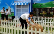 Vui ngày hội nông trại gia đình cùng Cô gái Hà Lan Vui ngày hội nông trại gia đình cùng Cô gái Hà Lan