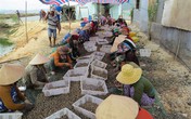 Thu tiền tỷ từ nuôi ốc hương Thu tiền tỷ từ nuôi ốc hương