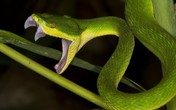 Vì sao rắn lục đuôi đỏ xuất hiện, cắn người ở TP.HCM?