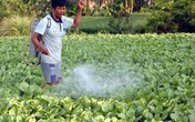 Cách phát hiện rau xanh ngậm thuốc "kích phọt" Cách phát hiện rau xanh ngậm thuốc "kích phọt"