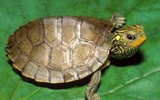 Đổi đời nhờ gặp rùa vàng Đổi đời nhờ gặp rùa vàng