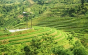 Ruộng bậc thang Hà Giang đẹp mê hồn mùa lúa "đang thì con gái" Ruộng bậc thang Hà Giang đẹp mê hồn mùa lúa "đang thì con gái"
