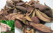 Sâm đại hành có chữa được ung thư máu? Sâm đại hành có chữa được ung thư máu?
