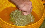 Hoảng vì nhiều thuốc cực độc được dùng để thúc chín và bảo quản trái cây Hoảng vì nhiều thuốc cực độc được dùng để thúc chín và bảo quản trái cây