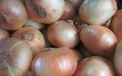 Hành tây Đà Lạt giá cao kỷ lục Hành tây Đà Lạt giá cao kỷ lục