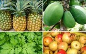 10 loại thực phẩm dễ gây sảy thai cho mẹ bầu 10 loại thực phẩm dễ gây sảy thai cho mẹ bầu