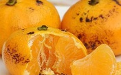5 mẹo dân gian trị ho không cần kháng sinh bạn đừng bỏ lỡ 5 mẹo dân gian trị ho không cần kháng sinh bạn đừng bỏ lỡ
