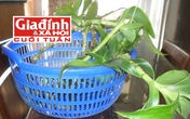 Đẩy lùi ung thư lưỡi giai đoạn cuối nhờ tình cờ phát hiện bài thuốc quý Đẩy lùi ung thư lưỡi giai đoạn cuối nhờ tình cờ phát hiện bài thuốc quý