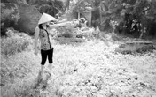 Dự án Làng Việt Kiều (Hải Phòng): Dân phát hiện “ngót” hàng trăm mét vuông đất khi nhận tiền đền bù Dự án Làng Việt Kiều (Hải Phòng): Dân phát hiện “ngót” hàng trăm mét vuông đất khi nhận tiền đền bù