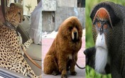 Những sinh vật cảnh chỉ giới siêu giàu mới dám nuôi Những sinh vật cảnh chỉ giới siêu giàu mới dám nuôi
