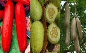 Những giống dưa chuột "quái đản" khiến bà nội trợ mê tít Những giống dưa chuột "quái đản" khiến bà nội trợ mê tít