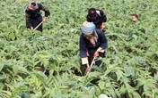 Khẳng định vị thế của sản phẩm thương hiệu Việt Khẳng định vị thế của sản phẩm thương hiệu Việt