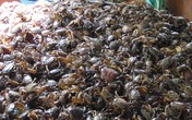 Đặc sản cua đồng mùa nước nổi giá cao vẫn "cháy hàng" Đặc sản cua đồng mùa nước nổi giá cao vẫn "cháy hàng"