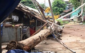 Cây đổ khi trời nắng, đè bị thương người phụ nữ Cây đổ khi trời nắng, đè bị thương người phụ nữ