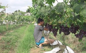 Vườn nho cho lãi trăm triệu của chàng trai xứ Lạng Vườn nho cho lãi trăm triệu của chàng trai xứ Lạng