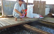 Tỉ phú cá chép giòn miền tây Tỉ phú cá chép giòn miền tây
