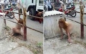 Cô gái khỏa thân đi lại trên đường phố Hà Nội đã được đưa vào trại tâm thần Cô gái khỏa thân đi lại trên đường phố Hà Nội đã được đưa vào trại tâm thần