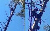 Xác chết ngồi trên cành cây 8 tháng mới được phát hiện Xác chết ngồi trên cành cây 8 tháng mới được phát hiện