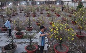 Chán mua mai chơi tết, dân chuyển hướng sang thuê Chán mua mai chơi tết, dân chuyển hướng sang thuê
