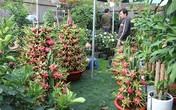 Chậu thanh long phát lộc bán giá 80.000 đồng mỗi quả Chậu thanh long phát lộc bán giá 80.000 đồng mỗi quả