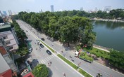 Hà Nội bắt đầu "hạ" hàng cây cổ thụ trên đường Kim Mã Hà Nội bắt đầu "hạ" hàng cây cổ thụ trên đường Kim Mã