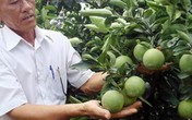 Cam xoàn giá 45.000 đồng/kg, người trồng cam lãi cao Cam xoàn giá 45.000 đồng/kg, người trồng cam lãi cao