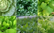 6 loại rau họ cải sẽ lên ầm ầm nếu trồng ngay đầu tháng 11 6 loại rau họ cải sẽ lên ầm ầm nếu trồng ngay đầu tháng 11