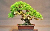 Những vật phẩm phong thủy đã mua phải biết dùng đúng cách Những vật phẩm phong thủy đã mua phải biết dùng đúng cách