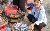 Hàm lượng kim loại nặng trong cá biển tại Hà Tĩnh ở ngưỡng cho phép Hàm lượng kim loại nặng trong cá biển tại Hà Tĩnh ở ngưỡng cho phép