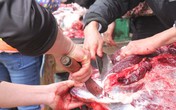 3 triệu đồng/kg thịt trâu chọi, muốn mua phải xếp hàng 3 triệu đồng/kg thịt trâu chọi, muốn mua phải xếp hàng