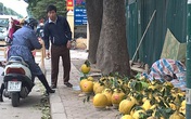 Bưởi "khủng" 5 kg, giá 1 triệu đồng/quả bán đầy vỉa hè Bưởi "khủng" 5 kg, giá 1 triệu đồng/quả bán đầy vỉa hè