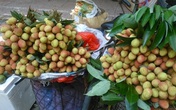 Vải lai "núp bóng" vải thiều đổ bộ ồ ạt xuống Hà Nội Vải lai "núp bóng" vải thiều đổ bộ ồ ạt xuống Hà Nội
