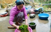 Đặc sản rêu đá trường thọ ở Hà Giang Đặc sản rêu đá trường thọ ở Hà Giang