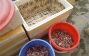 Dân Hà thành rủ nhau tích rác, ủ phân trong nhà Dân Hà thành rủ nhau tích rác, ủ phân trong nhà