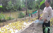 Sống đạm bạc giữa cánh đồng, nuôi vịt lấy tiền xây hàng chục căn nhà và cầu từ thiện Sống đạm bạc giữa cánh đồng, nuôi vịt lấy tiền xây hàng chục căn nhà và cầu từ thiện