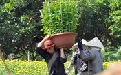 Vác hoa thuê lấy tiền sắm Tết Vác hoa thuê lấy tiền sắm Tết